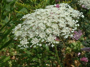 feldt wild carrot flower.jpg